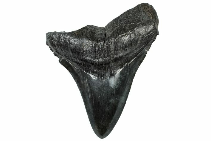 Fossil Megalodon Tooth - South Carolina #300231